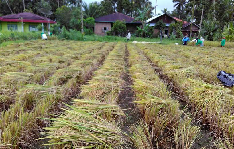 Kota Padang Tambah 40 Hektar Lahan Pertanian Baru